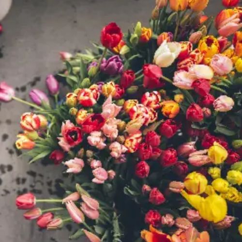 دانلود آهنگ مهستی و سهیل مهرزادگان به نام گل سنگم (هوش مصنوعی)